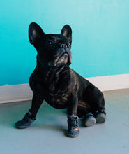 Load image into Gallery viewer, Beluga 544 Dog Shoes
