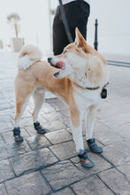 Load image into Gallery viewer, Beluga 544 Dog Shoes
